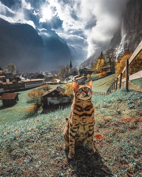 This cat enjoys nature at its best! : aww