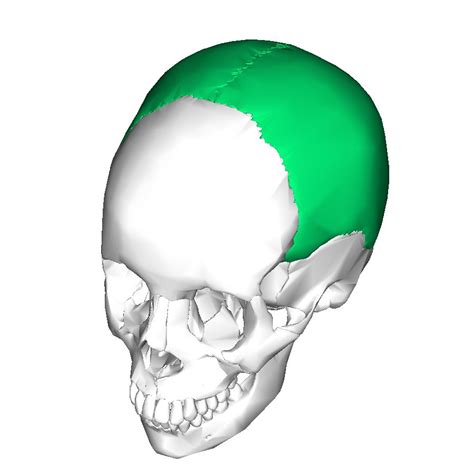 Parietal bones (2) | Anatomy bones, Skull anatomy, Human body anatomy