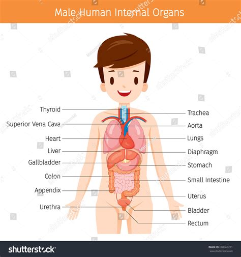 Anatomía Humana Masculina, Diagrama Interno de: vector de stock (libre ...