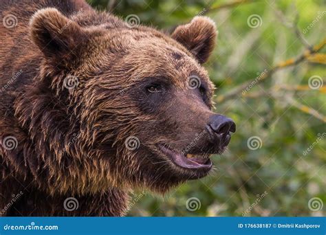 The Eurasian Brown Bear Ursus Arctos Arctos Is One Of The Most Common Subspecies Of The Brown ...