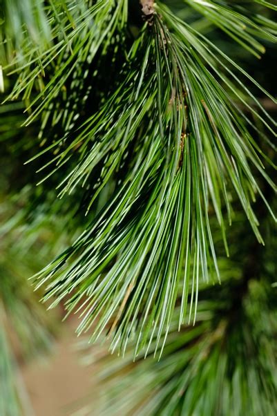 About Western white pine | Tree species identification, common uses and applications | Softwood ...