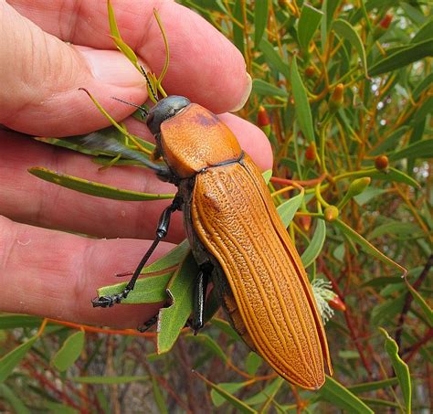 Esperance Fauna: Temognatha heros – Large Jewel Beetles