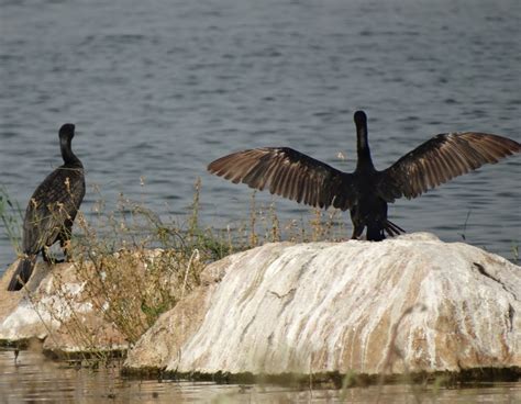 Anecdotes: Birds at Ameenpur Lake, Hyderabad