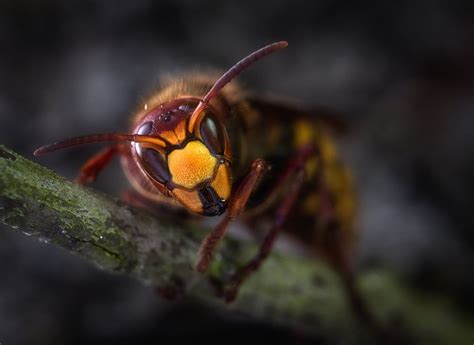 A Look Inside the Fascinating Vanilla Pollination Process