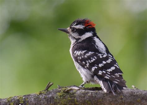 Downy Woodpecker - FeederWatch