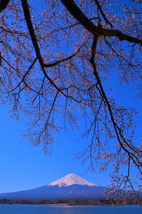 Cherry Blossoms of Nagasaki Park in Lake Kawaguchi of Blue Sky and Mt. Fuji Stock Photo - Image ...