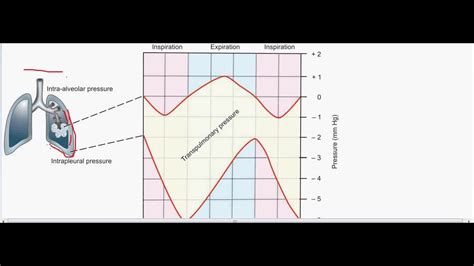 Transpulmonary pressure -- intrapleural pressure --part 1 - YouTube