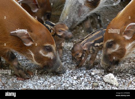 red river hog baby family cincinnati zoo Stock Photo - Alamy