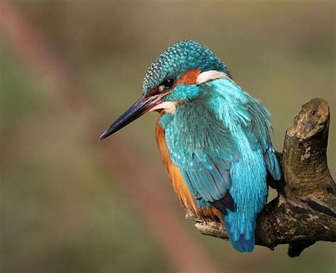 Kingfisher - Explored | Kingfisher, Animals, Explore