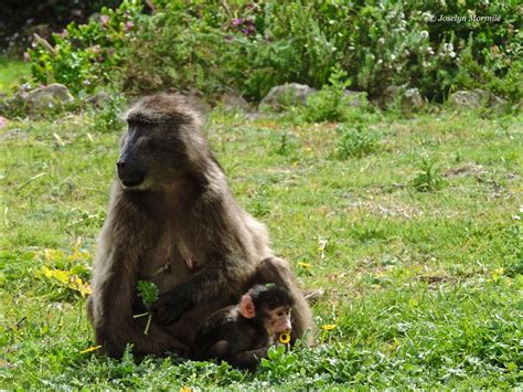 Baboons Family Tree