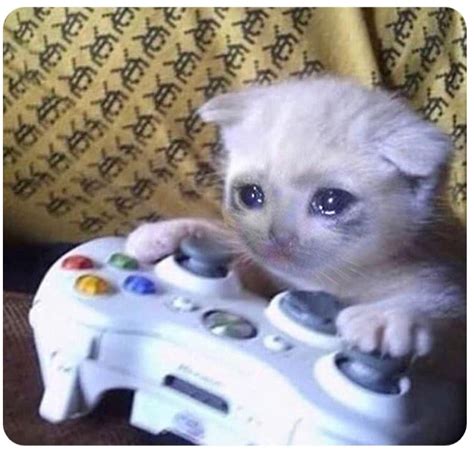 Sad cat Xbox Blank Template - Imgflip