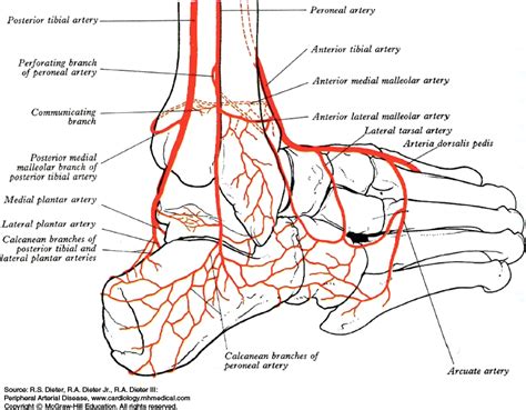 Posterior Tibial Artery Ct Anatomy