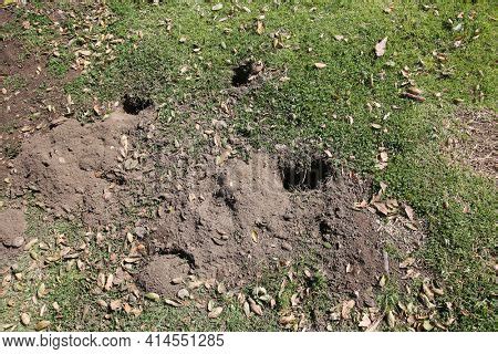 Gopher Hole Ground, Image & Photo (Free Trial) | Bigstock