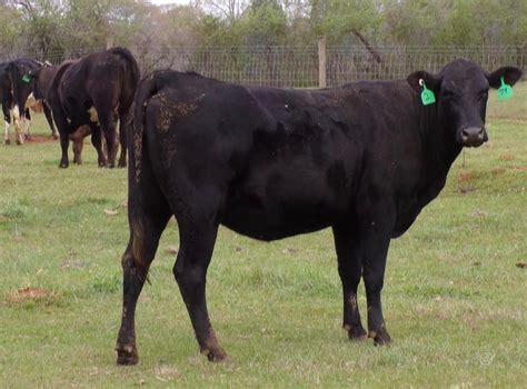 46 Crossbred Cows - Angus - Black Baldy - Brangus For Sale in Wilsonville, Alabama ...