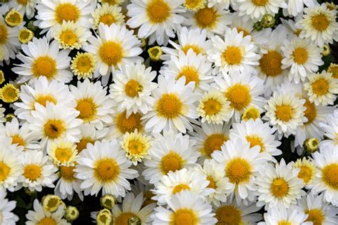 Yellow And White Flowers Free Stock Photo - Public Domain Pictures