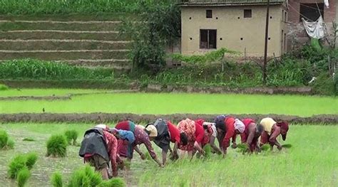 Farmers begin rice plantation despite shortage of chemical fertilizer ...