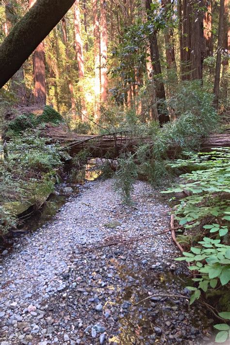 7 Best Hikes In Muir Woods: Travel Tips and Info