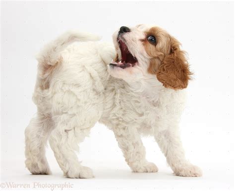 Dog: Cute Cavapoo puppy chasing his tail photo WP39307