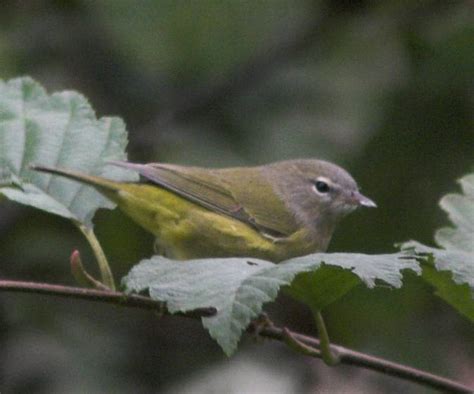 Fall Orange-crowned Warbler Identification – Sitka Nature