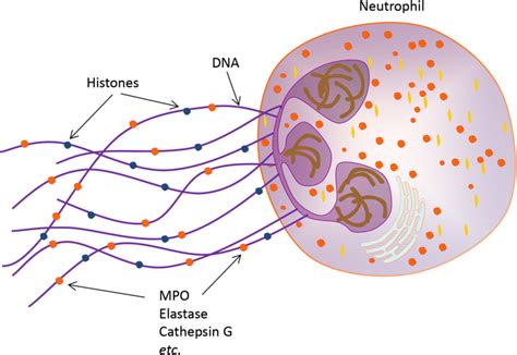 Structure of neutrophil extracellular trap. Neutrophil extracellular... | Download Scientific ...