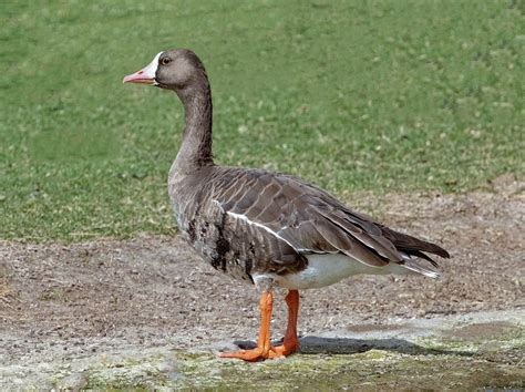 Greater White-fronted Goose | San Diego Bird Spot