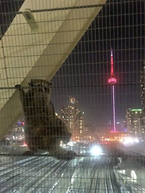 These were the best Toronto raccoon stories of 2018 | Curated