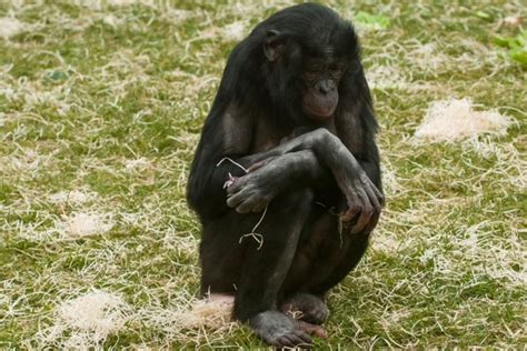 TWYCROSS ZOO ANOUNCES BIRTH OF A BABY BONOBO – Pukaar News • Leicester based news agency