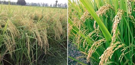 Basmati Rice Cultivation Income, Yield, Project report | Agri Farming