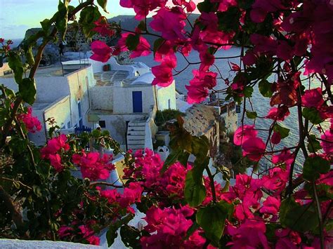 Santorini Blommor Grekisk · Gratis foto på Pixabay