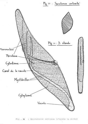 Spirostomum Diagram - Wiring Diagram Pictures