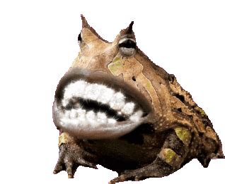 Frogs With Teeth Frog Sticker – Frogs With Teeth Frog Frogs – GIFs ...