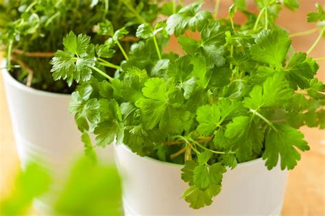 How to Grow Coriander in Pots | DIY Garden