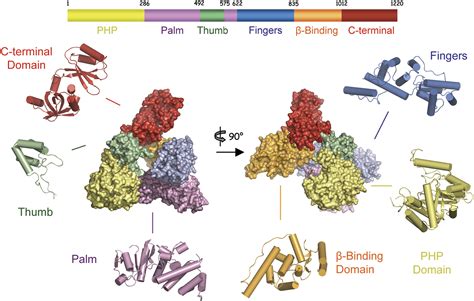 [DIAGRAM] Rna Polymerase Diagram - MYDIAGRAM.ONLINE