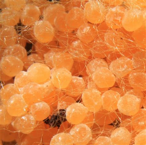 Spider eggs | Close up of some spider eggs in my greenhouse.… | Flickr