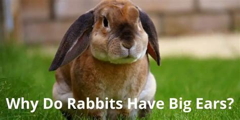 Why Do Rabbits Have Big Ears? (Know It All) | Thefavpet