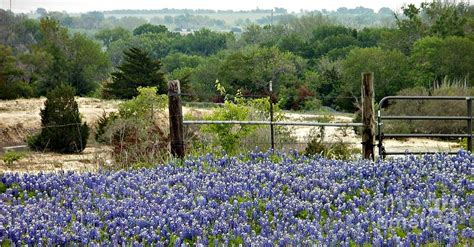 Bluebonnets - Spring Photograph by Fred Phipps | Fine Art America