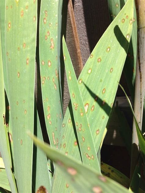 Leaf Spot On Bearded Iris - http://www.gardenanswers.com/plant-diseases/leaf-spot-on-bearded ...