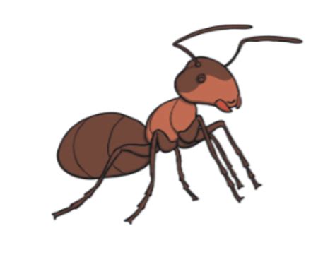 What is an Ant? – Ant Facts for Kids – Twinkl - Twinkl