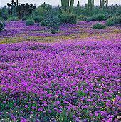 Drought Resistant Landscaping