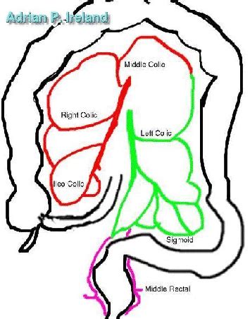 marginal artery of colon - Captions Quotes