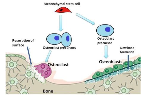 Bone Cellsosteoblasts Osteocytes And Osteoclasts