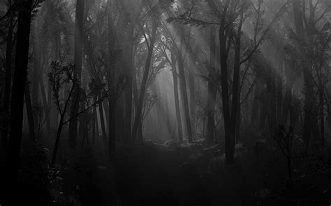 Aggregate 85+ dark forest aesthetic wallpaper - in.coedo.com.vn