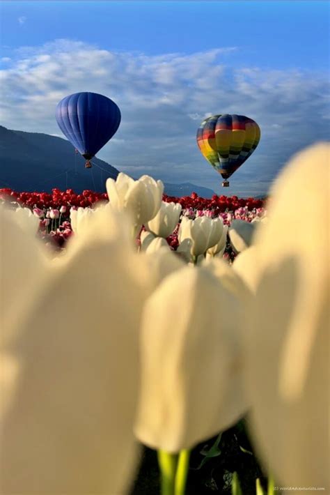 Wander Canada's Largest Display Of Tulips At The Abbotsford Tulip ...