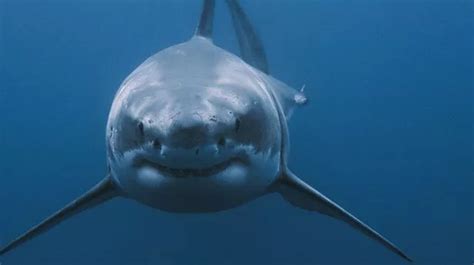 Great White Shark Side View Attack