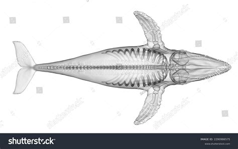 Humpback Whale Skeleton Diagram