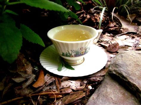 Sage Tea Recipe - Food.com