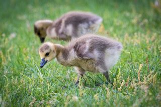 Canada geese | Brookside Gardens | angela n. | Flickr