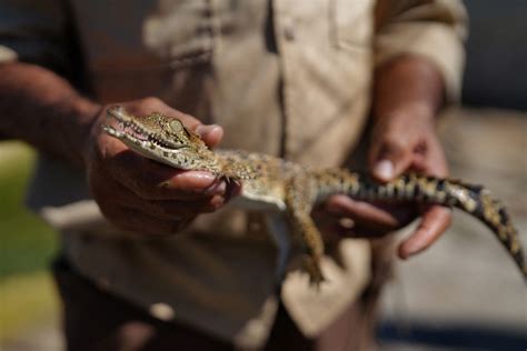 Cuban crocodile: Scientists race to save endangered species