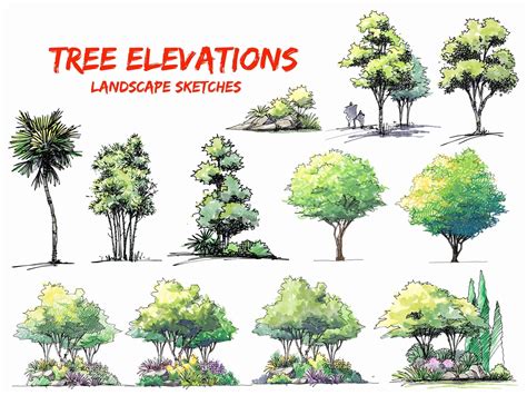 Hand-drawn Trees, Tree, Tree Elevations PNG, Landscape Design Elements ...