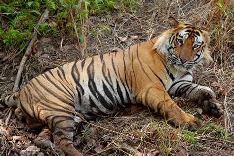 File:Bengal Tiger India.jpg - Wikimedia Commons